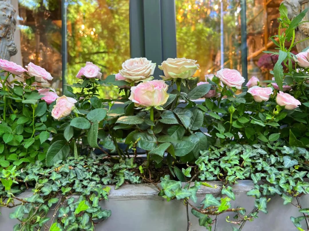 Kiedy sadzić róże na balkonie, aby uniknąć nieudanych upraw?